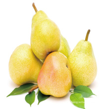 2020 fresh shandong pear for sale